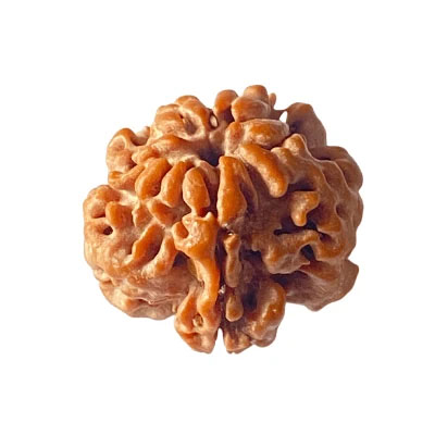 Holy Rudraksha 1 Mukhi Rudraksha – Nepal Origin | Natural & Certified