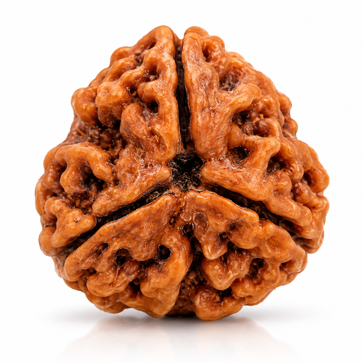 Holy Rudraksha 3 Mukhi Natural Rudraksha – Nepal Origin | Natural & Certified