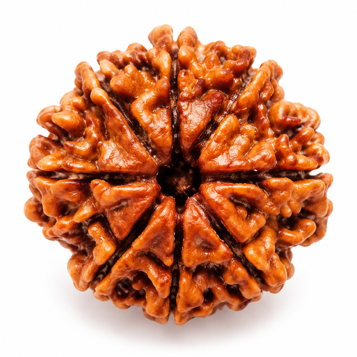 Holy Rudraksha 9 Mukhi Rudraksha – Nepal Origin | Natural & Certified