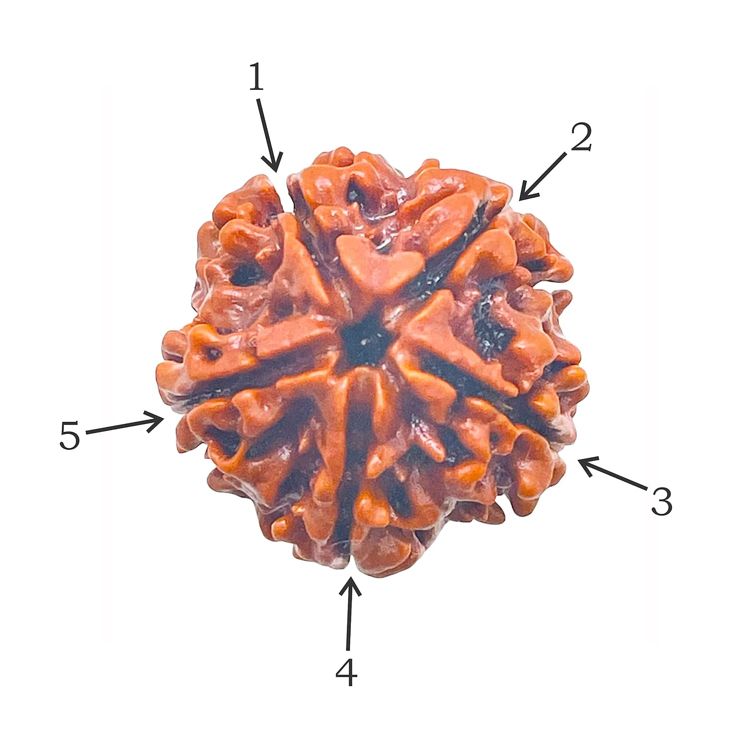 Holy Rudraksha 5 Mukhi Rudraksha – Nepal Origin | Natural & Certified