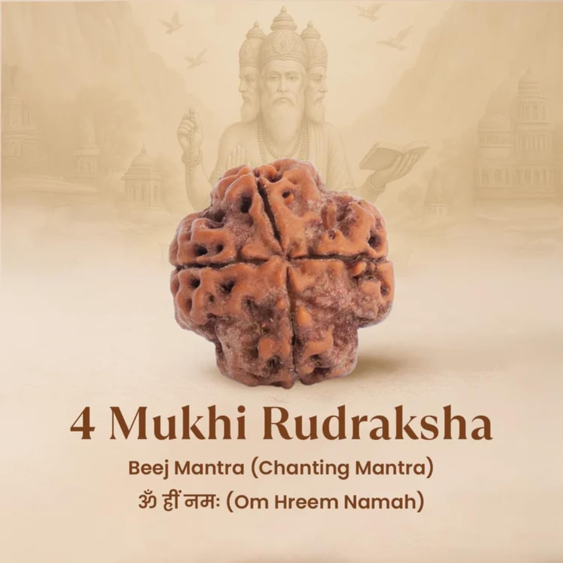 Holy Rudraksha 4 Mukhi Nepal Origin Rudraksha – Indonesian Origin | Natural & Certified view 3