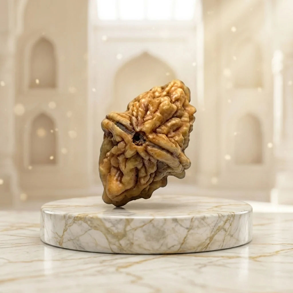 Holy Rudraksha 2 Mukhi Rudraksha – Himalaya Origin | Natural & Certified