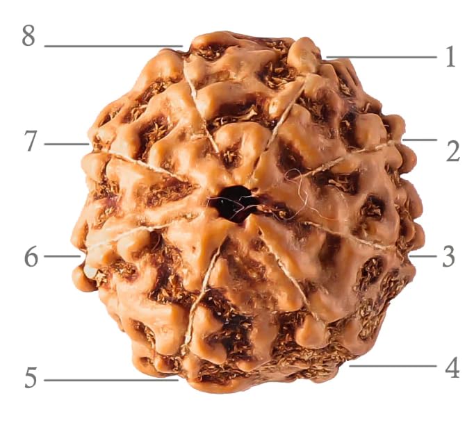 Holy Rudraksha 8 Mukhi Rudraksha – Nepal Origin | Natural & Certified view 2