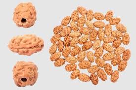 Holy Rudraksha 2 Mukhi Java Rudraksha – Indonesian Origin | Natural & Certified