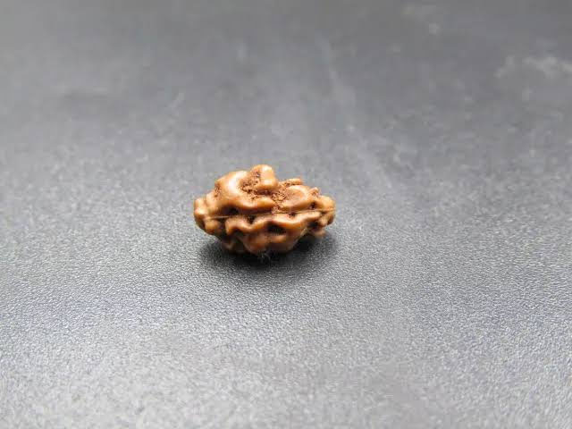 Holy Rudraksha 1 Mukhi Java Rudraksha – Indonesian Origin | Natural & Certified