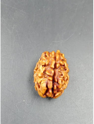 Holy Rudraksha 1 Mukhi Rudraksha – Himalaya Origin | Natural & Certified
