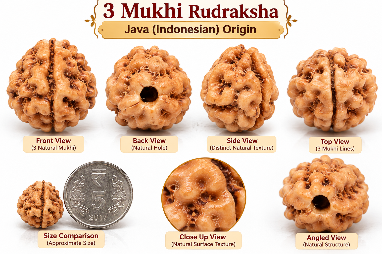Holy Rudraksha 3 Mukhi Java Rudraksha – Indonesian Origin | Natural & Certified view 2