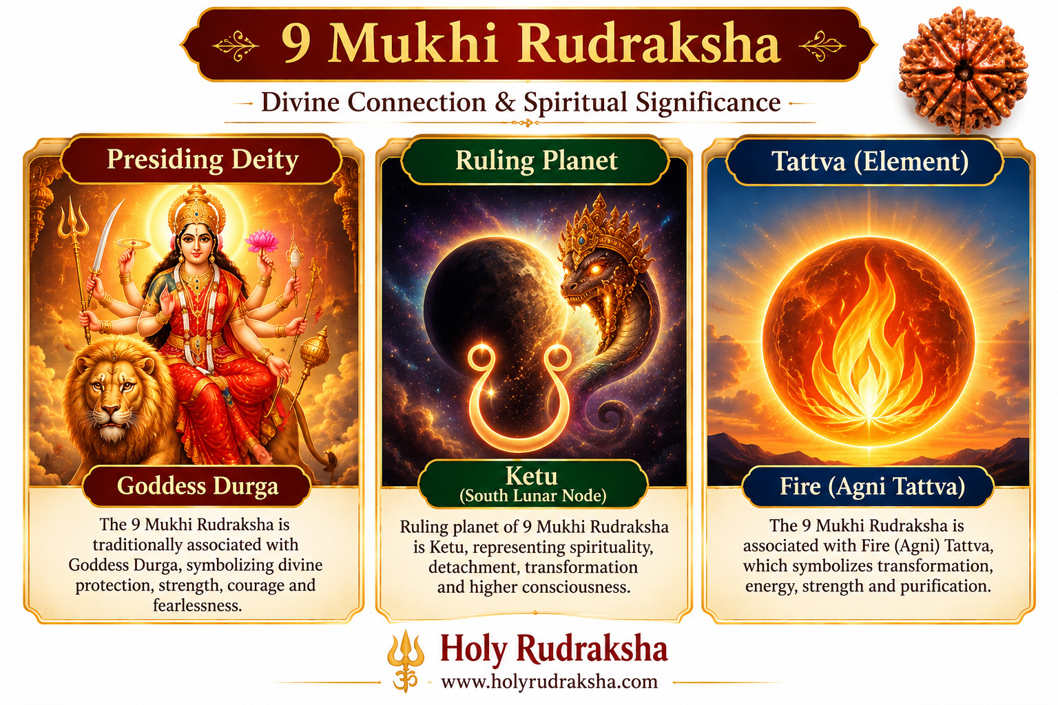 Holy Rudraksha 9 Mukhi Rudraksha – Nepal Origin | Natural & Certified view 2