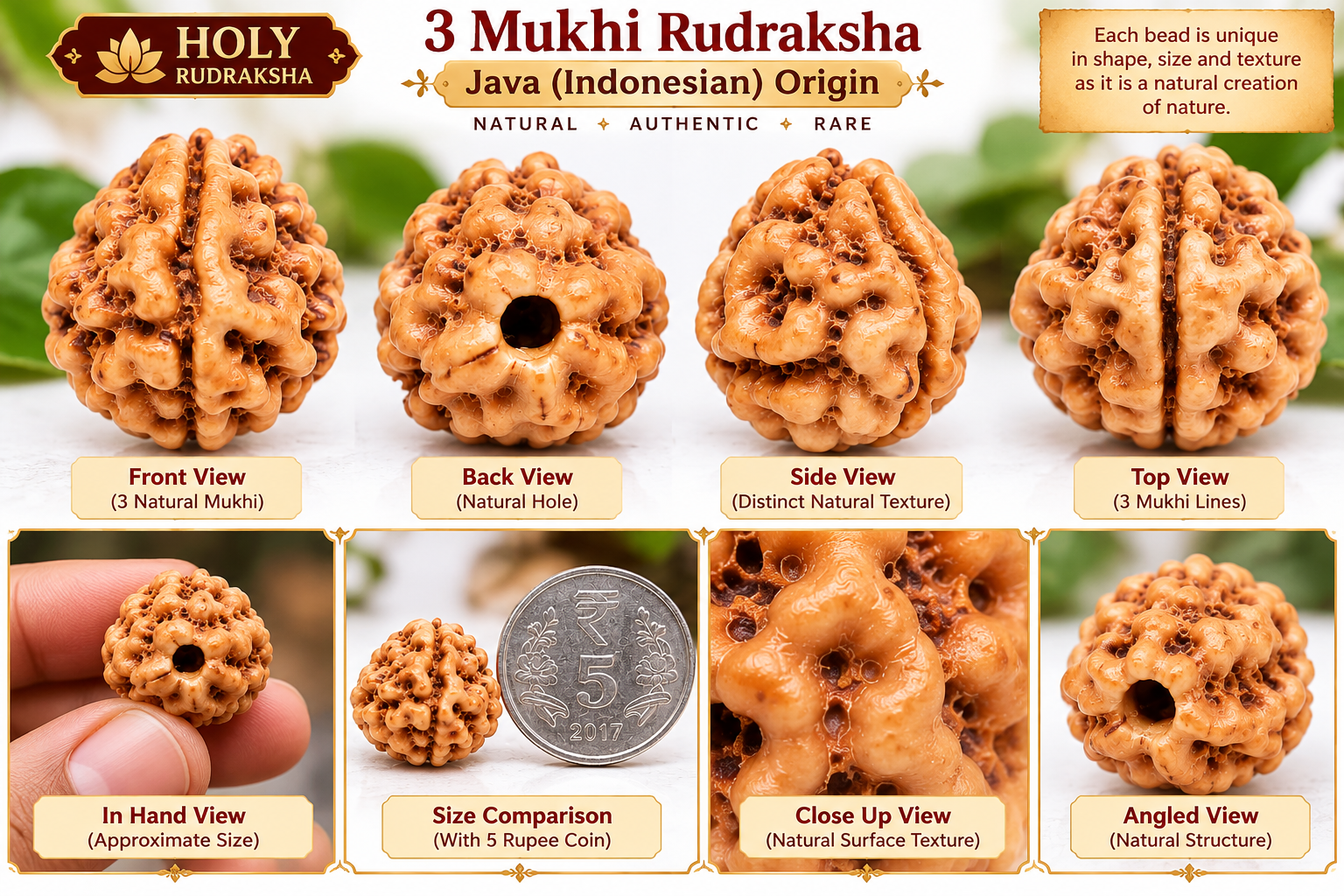Holy Rudraksha 3 Mukhi Java Rudraksha – Indonesian Origin | Natural & Certified view 5