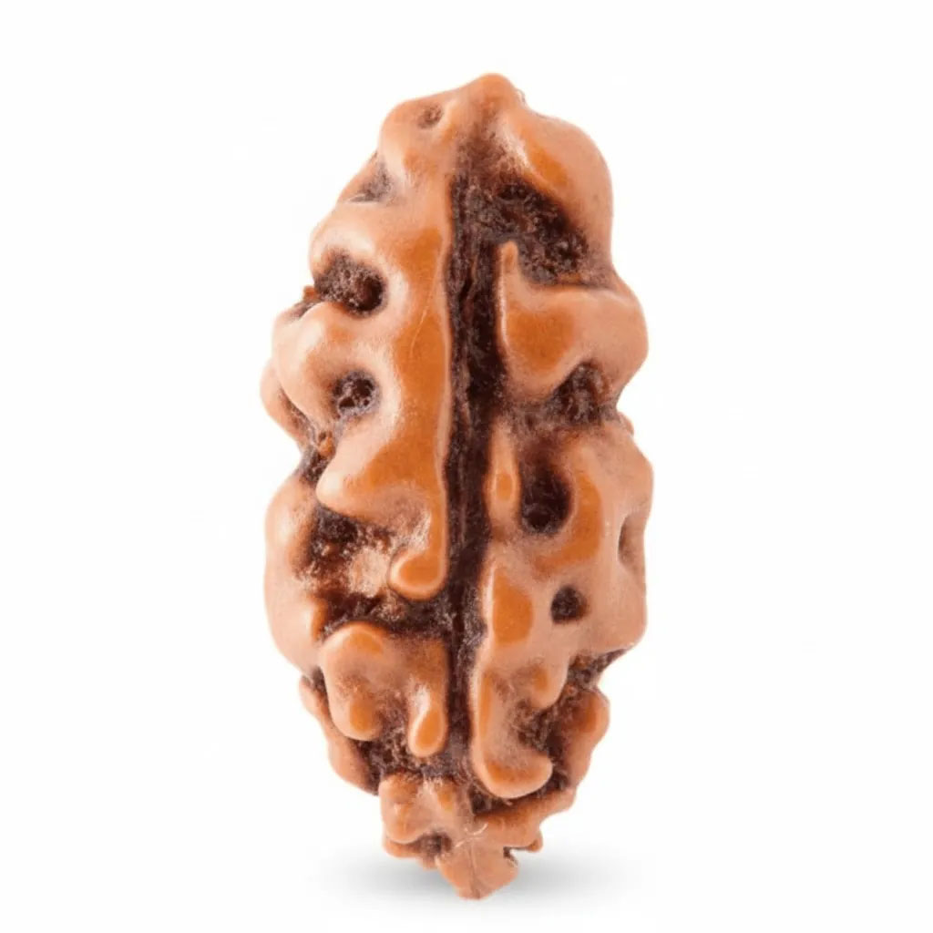 Holy Rudraksha 1 Mukhi Java Rudraksha – Indonesian Origin | Natural & Certified