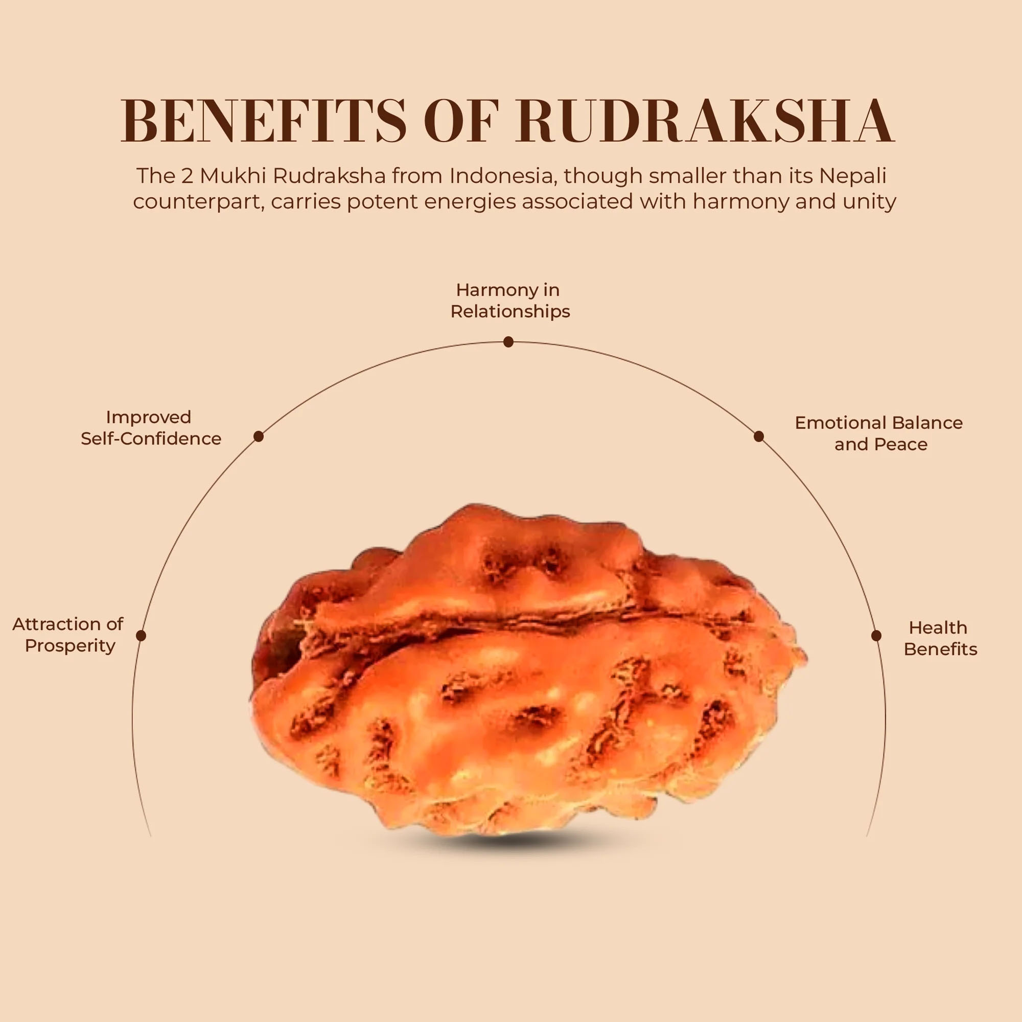 Holy Rudraksha 2 Mukhi Java Rudraksha – Indonesian Origin | Natural & Certified