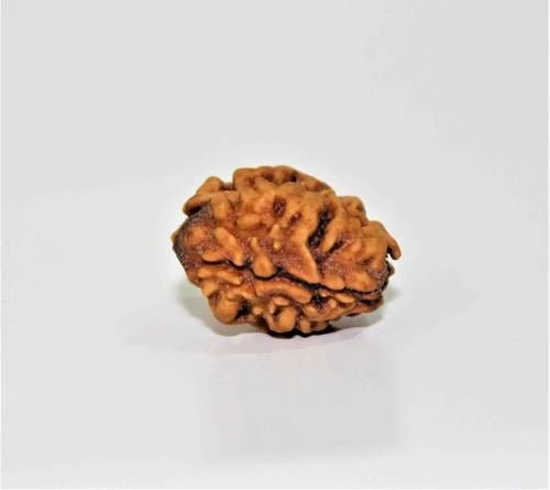 Holy Rudraksha 2 Mukhi Rudraksha – Himalaya Origin | Natural & Certified