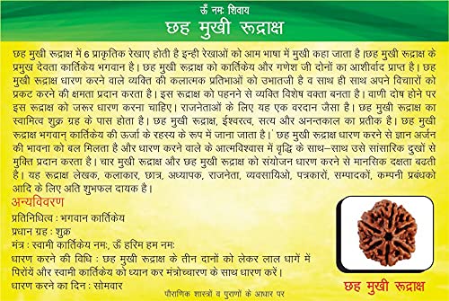 Holy Rudraksha 6 Mukhi Rudraksha – Nepal Origin | Natural & Certified view 2