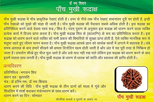 Holy Rudraksha 5 Mukhi Rudraksha – Nepal Origin | Natural & Certified view 2