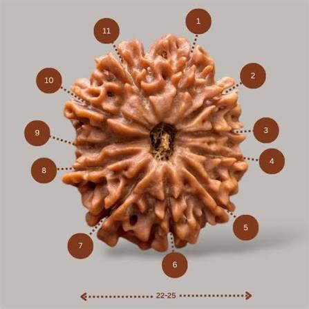 Holy Rudraksha 11 Mukhi Rudraksha – Nepal Origin | Natural & Certified view 2
