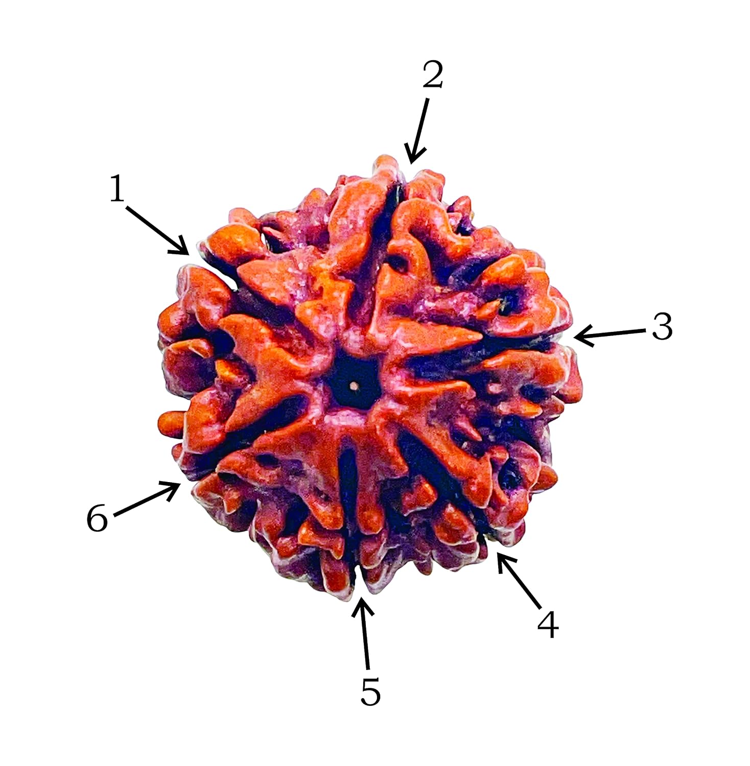 Holy Rudraksha 6 Mukhi Rudraksha – Nepal Origin | Natural & Certified view 5