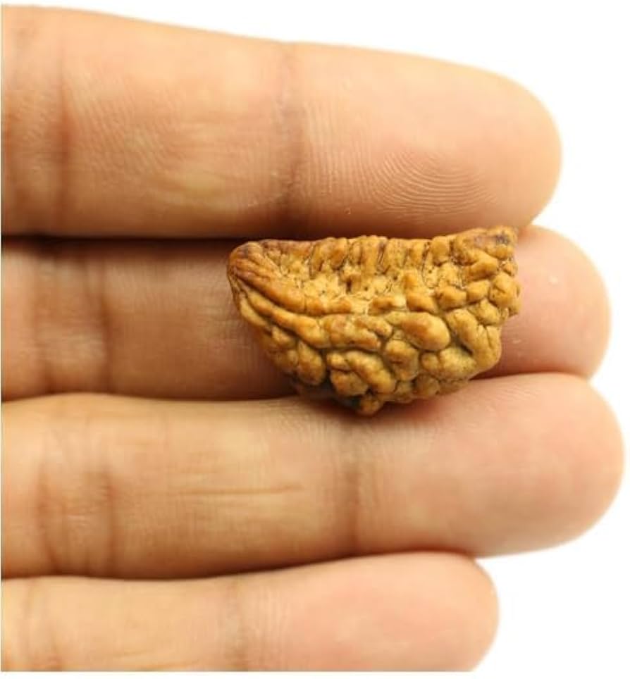 Holy Rudraksha 1 Mukhi Rudraksha – Himalaya Origin | Natural & Certified