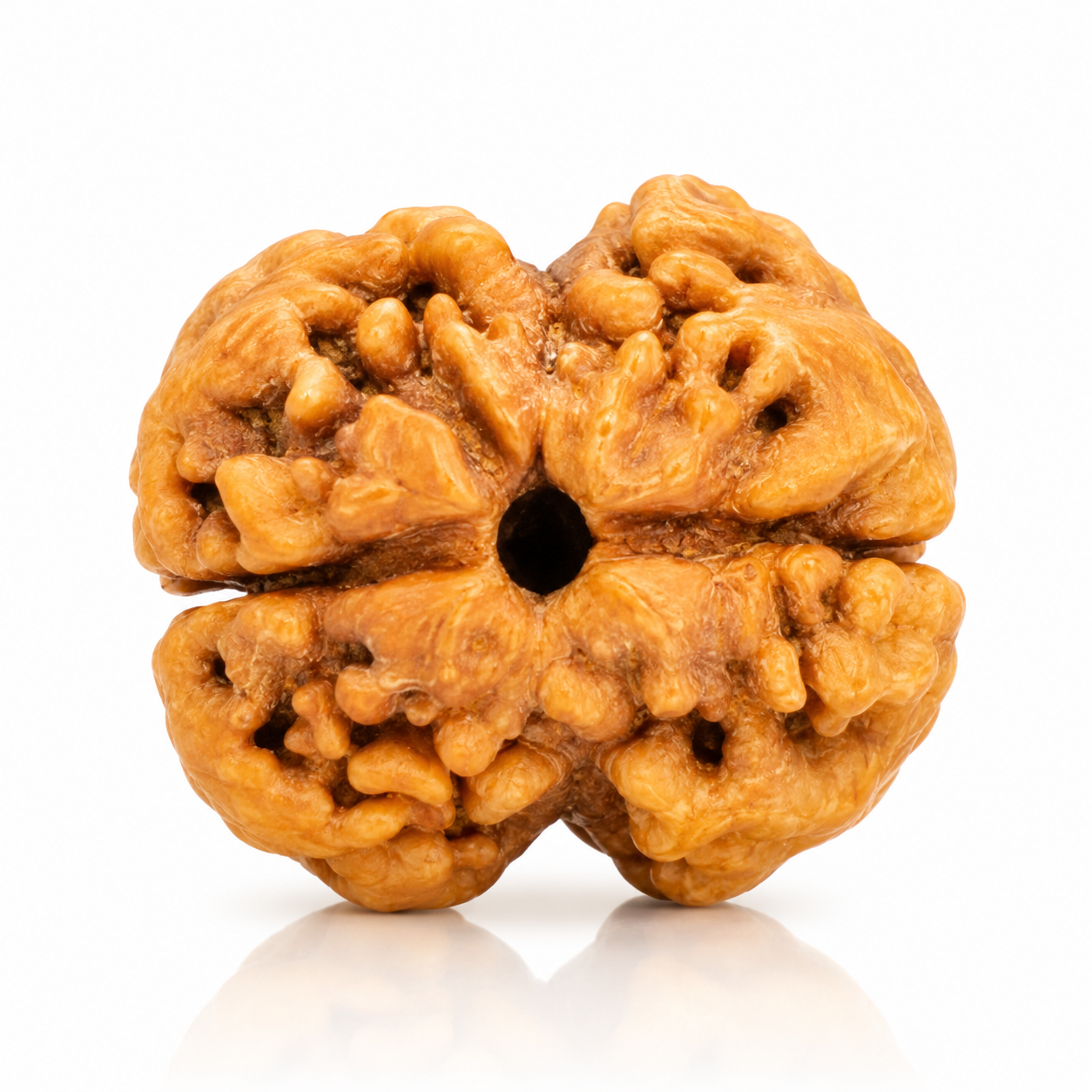 Holy Rudraksha 2 Mukhi Rudraksha – Nepal Origin | Natural & Certified
