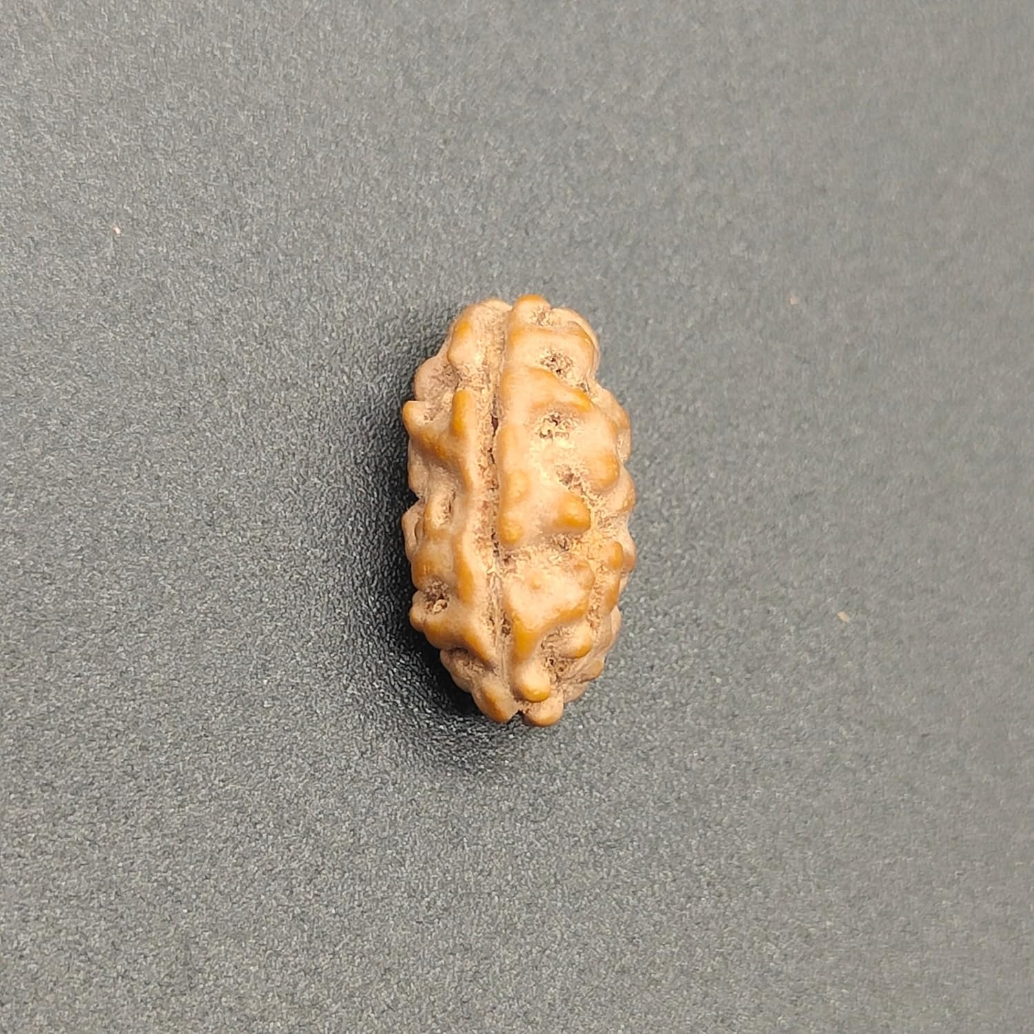 Holy Rudraksha 1 Mukhi Java Rudraksha – Indonesian Origin | Natural & Certified