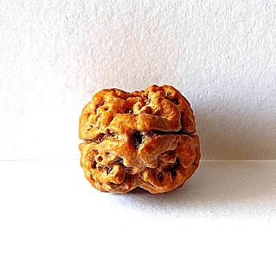 Holy Rudraksha 2 Mukhi Rudraksha – Nepal Origin | Natural & Certified