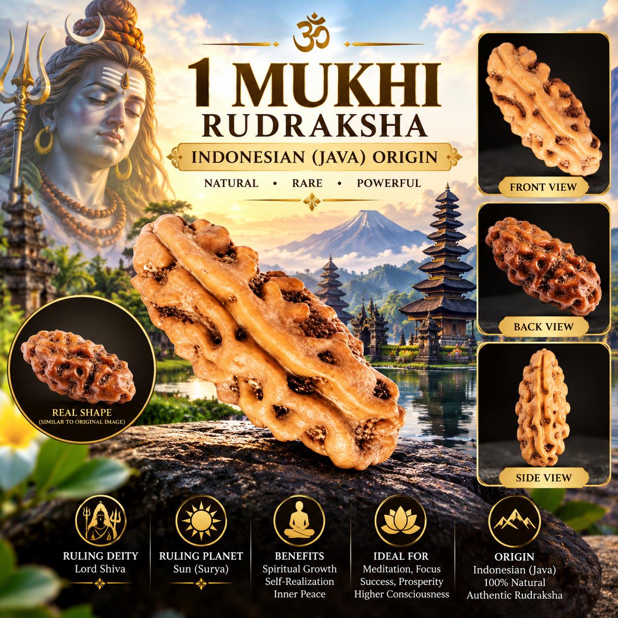 Holy Rudraksha 1 Mukhi Java Natural Best Quality Rudraksha – Indonesian Origin | Natural & Certified