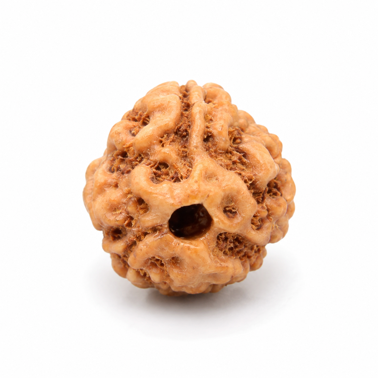 Holy Rudraksha 3 Mukhi Java Rudraksha – Indonesian Origin | Natural & Certified